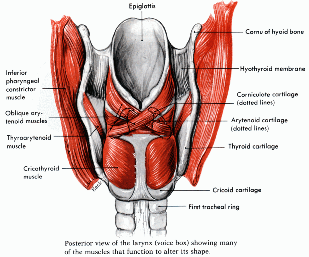 عضلات خلفی